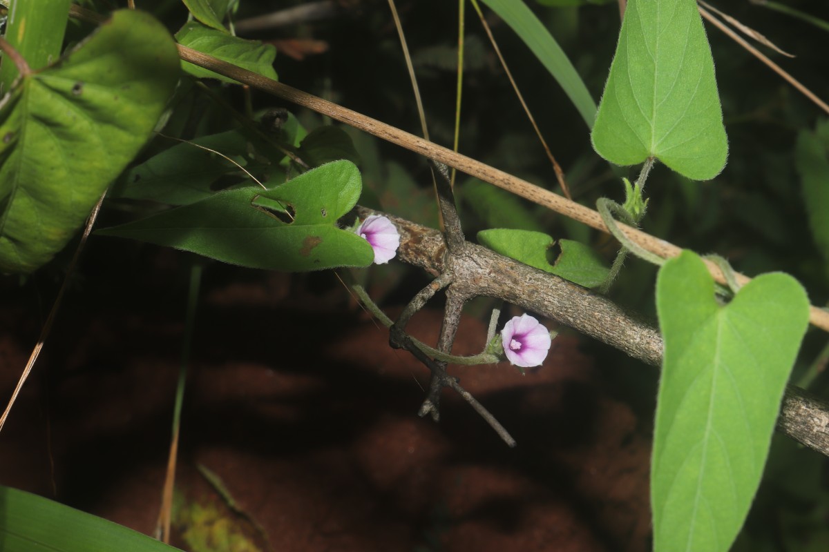 Ipomoea eriocarpa R.Br.